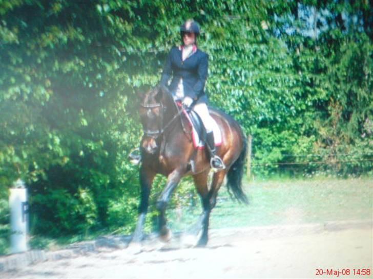 Anden særlig race Liberty billede 8