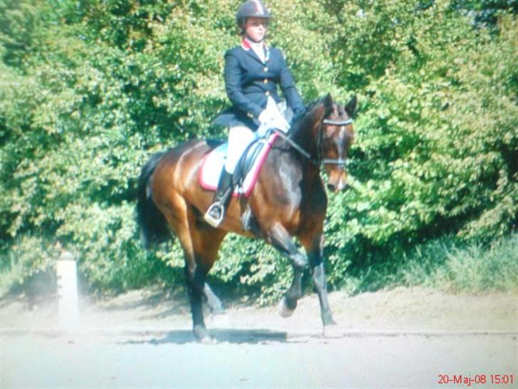 Anden særlig race Liberty billede 9