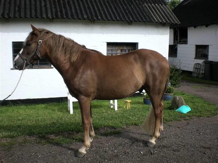 DSP Kenzo (solgt) billede 1