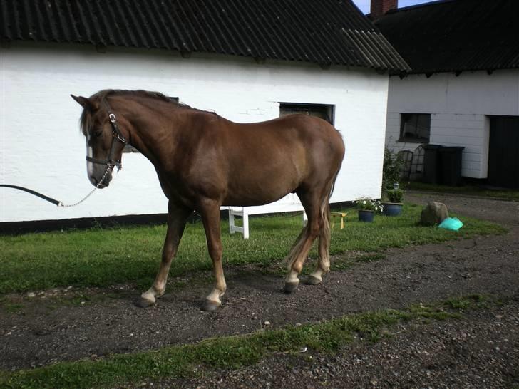 DSP Kenzo (solgt) billede 2