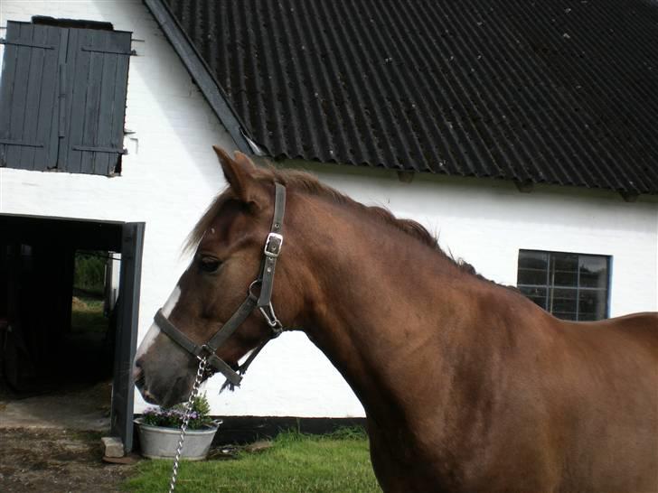 DSP Kenzo (solgt) billede 3