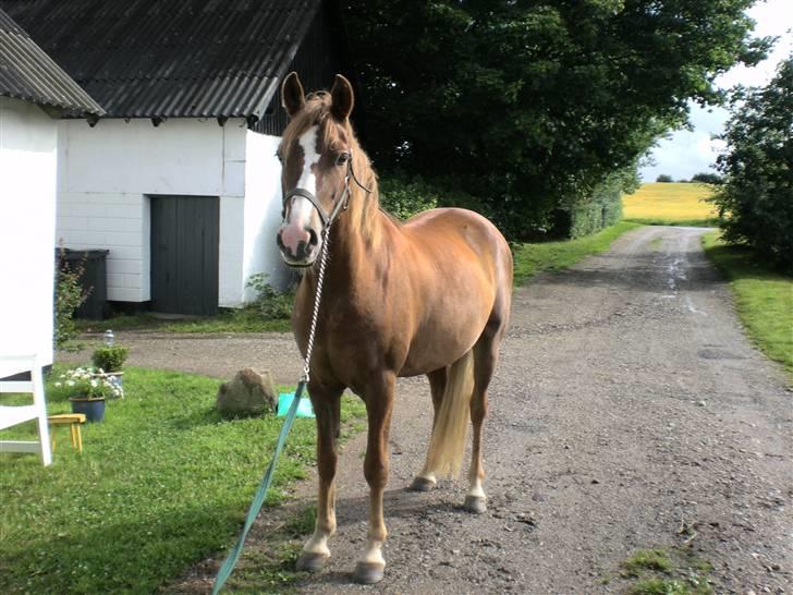 DSP Kenzo (solgt) billede 4