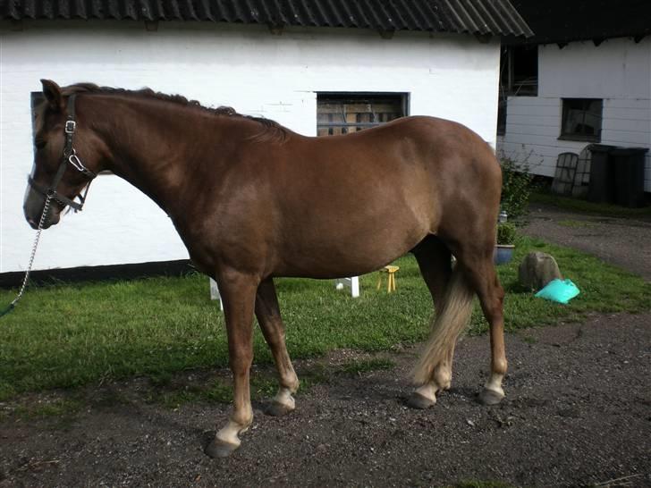 DSP Kenzo (solgt) billede 5