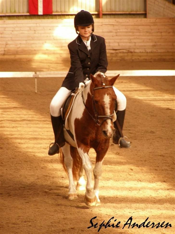 Pinto Bella - stævne nov. 07 billede 1