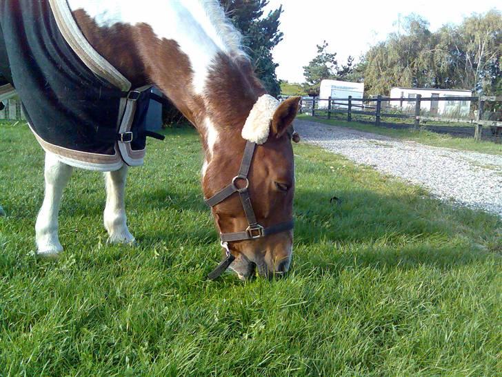 Pinto Bella - inden stævne (; billede 4