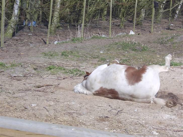 Pinto Bella - Bella i fol -08  billede 5