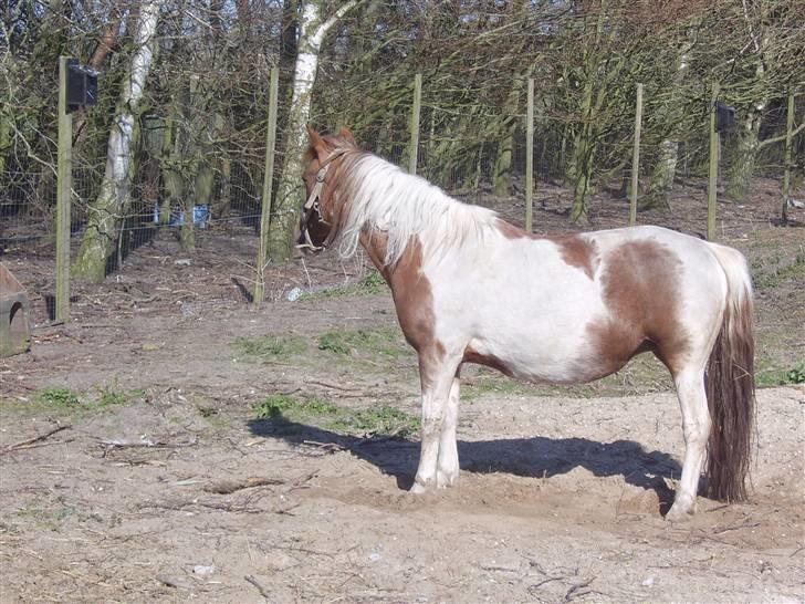 Pinto Bella - Bella i fol -08  billede 6