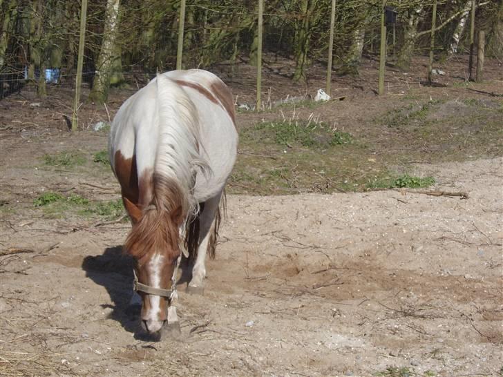 Pinto Bella - Bella i fol -08  billede 7