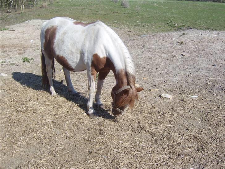 Pinto Bella - Bella i fol -08  billede 8