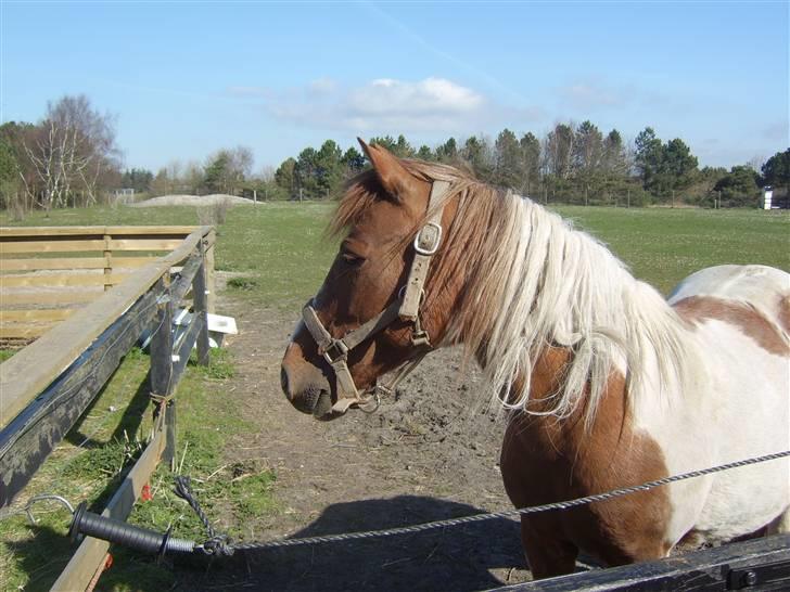 Pinto Bella - Bella i fol -08  billede 9