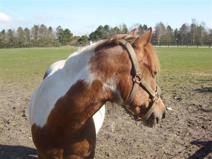 Pinto Bella - Bella i fol -08  billede 10