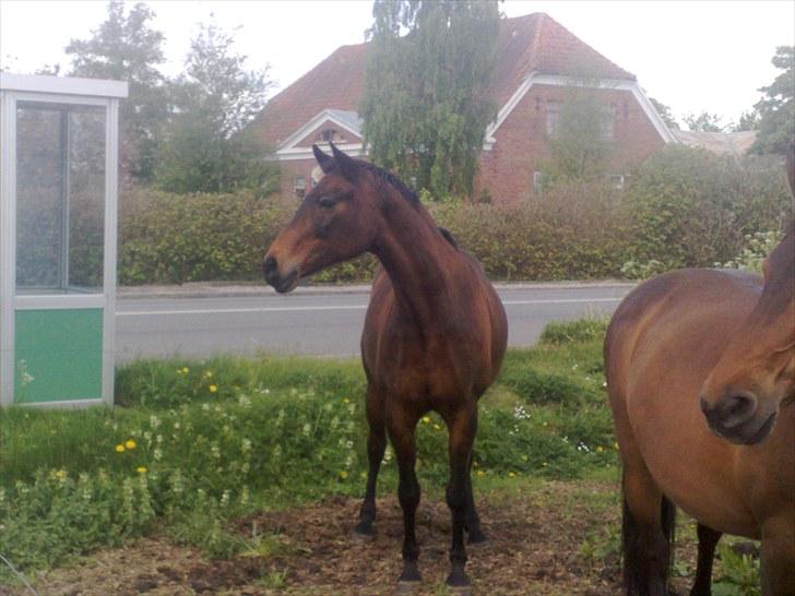 Dansk Varmblod Amethyst R.I.P - Helene og Amethyst i ridehallen billede 6