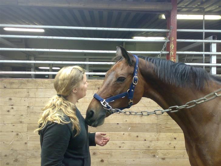 Dansk Varmblod Amethyst R.I.P - Stemningsbilleder billede 7