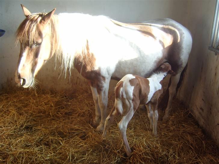 Pinto Bella - Da Spike kom til verden d.6 maj -08 billede 11