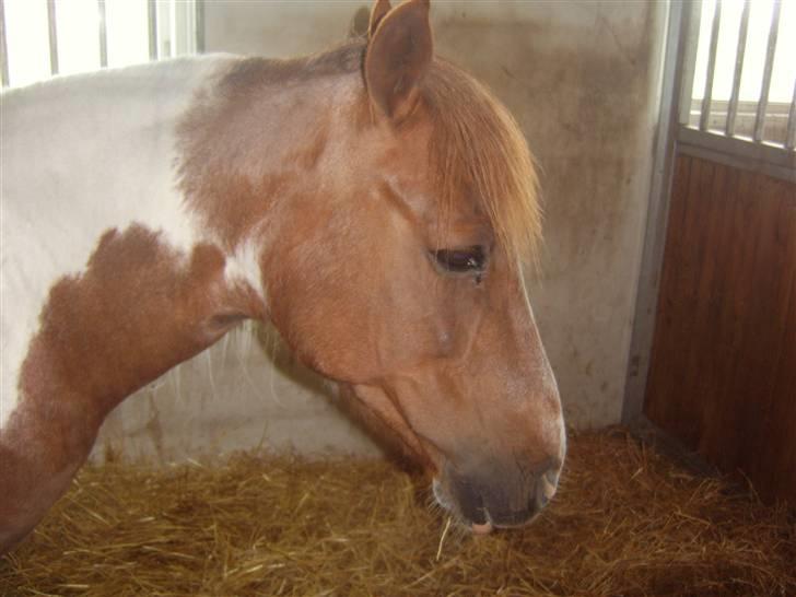 Pinto Bella - Bella efter hun har folet -d. 6 maj -08 billede 12