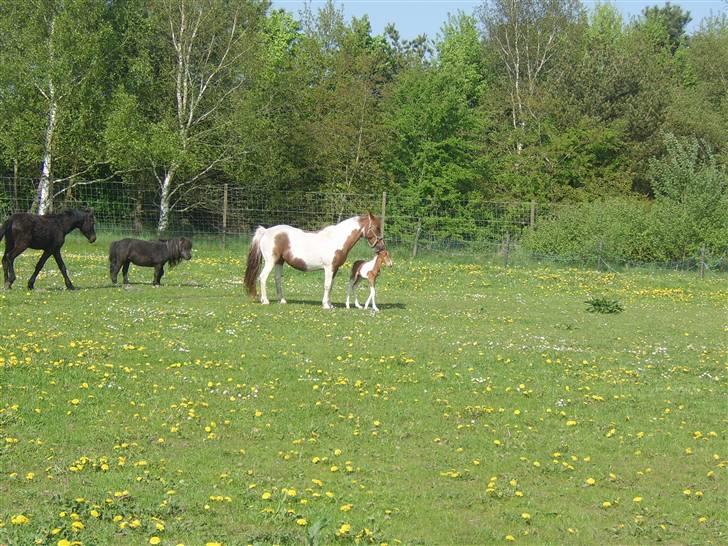 Pinto Bella - første dag ude med Spike billede 13