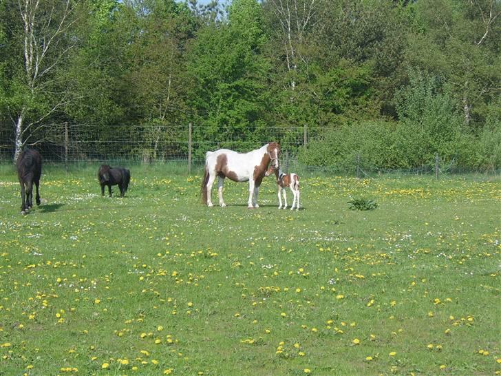 Pinto Bella - første dag ude med Spike billede 14