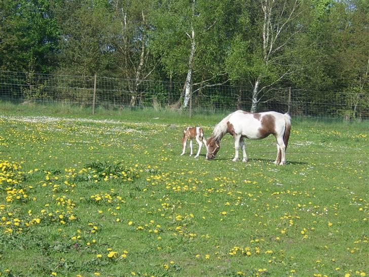 Pinto Bella - første dag ude med Spike billede 15