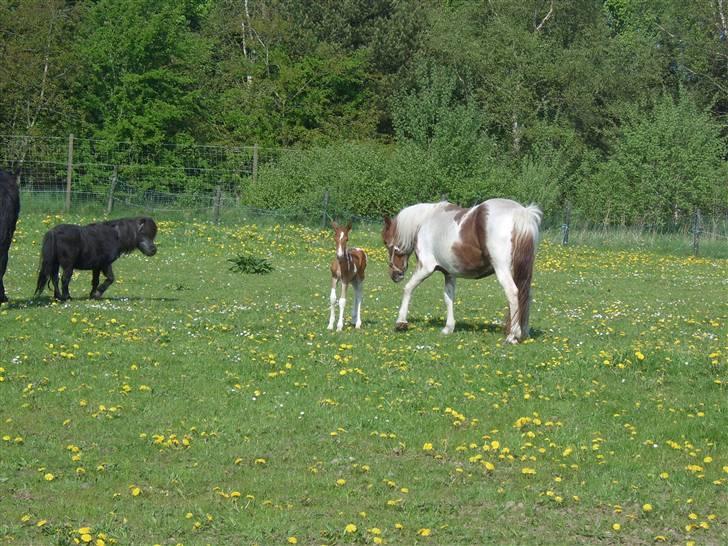 Pinto Bella - første dag ude med Spike billede 16
