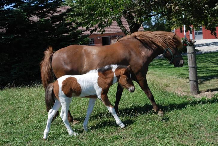 Islænder Tígull fra Langsted - SOLGT - Tígull som føl i 2008 billede 3