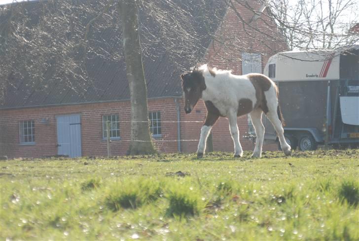Islænder Tígull fra Langsted - SOLGT - Tígull 1 år billede 4
