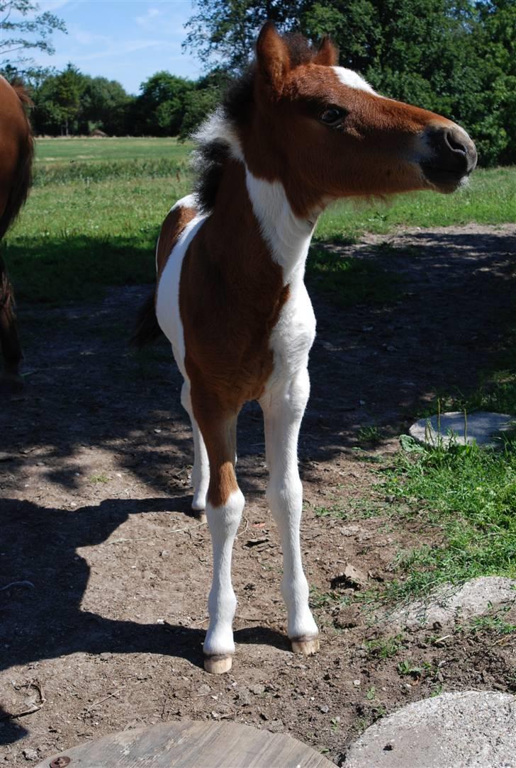 Islænder Tígull fra Langsted - SOLGT - snuuss billede 5