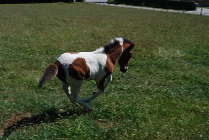 Islænder Tígull fra Langsted - SOLGT - skatttt :) billede 7