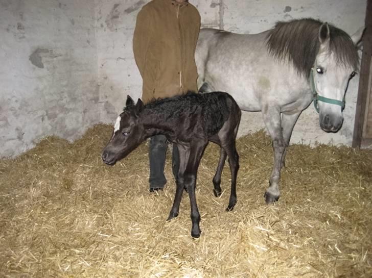Anden særlig race Mille(solgt) - Milles føl billede 8