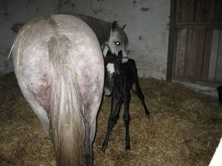 Anden særlig race Mille(solgt) - Milles føl billede 9