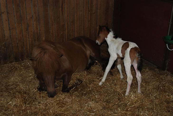 Islænder Tígull fra Langsted - SOLGT - Kort tid efter folingen billede 8
