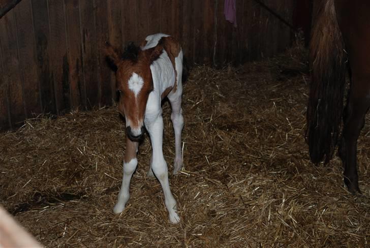 Islænder Tígull fra Langsted - SOLGT - mulle <3 billede 9