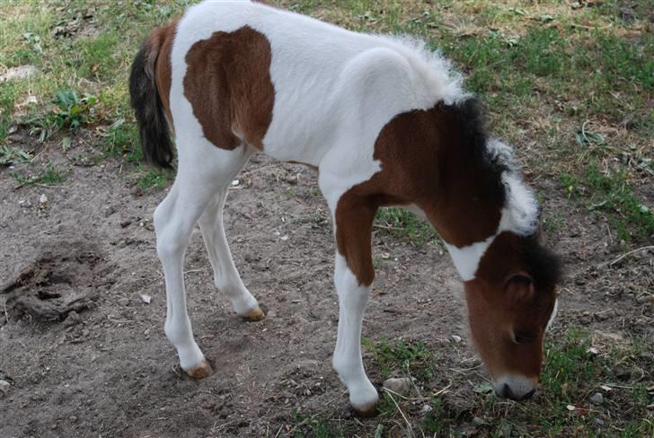Islænder Tígull fra Langsted - SOLGT - Første gang på fold billede 10