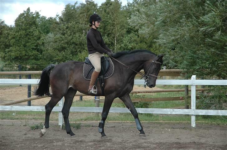 Dansk Varmblod Vejlgårds Casco - 12/7 08(skridt) billede 3