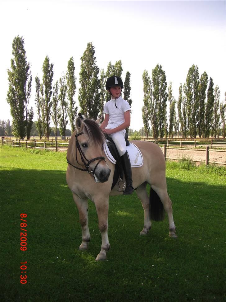 Fjordhest Laban *Min Bamse* <3 - se hvør fin jeg er billede 9