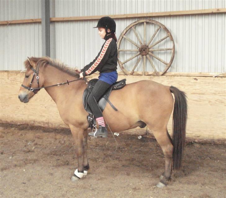 Islænder Jarpur fra Damgård SOLGT - tilridning 12. Juli 2008 billede 13