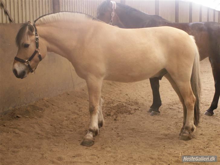 Fjordhest Laban - Laban i det gamle (lille) ridehus [Foto: Rie/Liva] billede 15