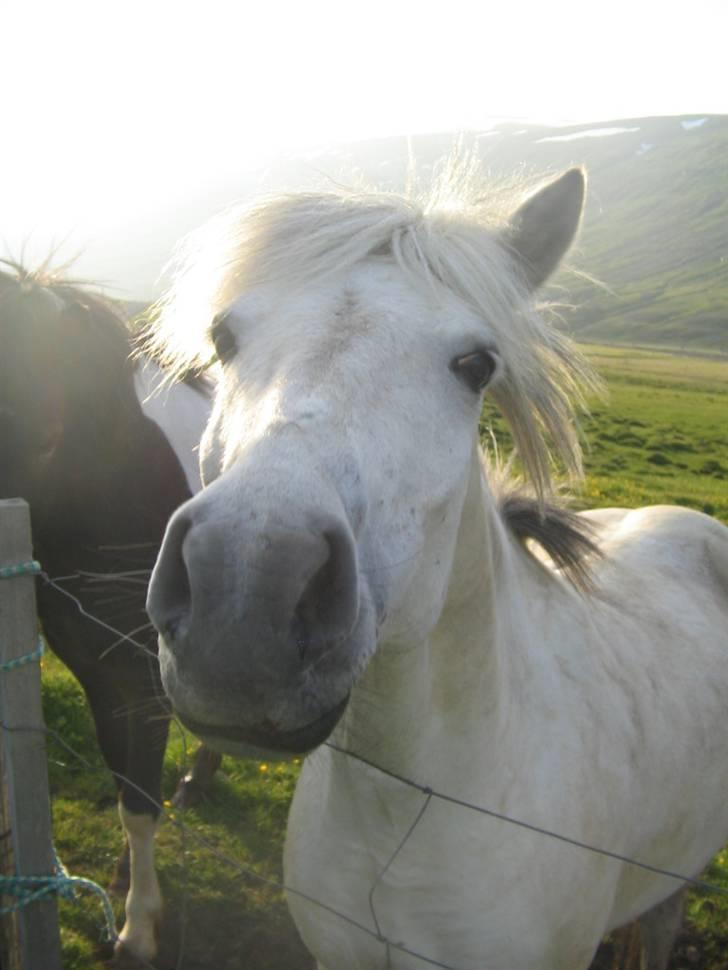 Islænder Emma frá Röst <3 billede 8