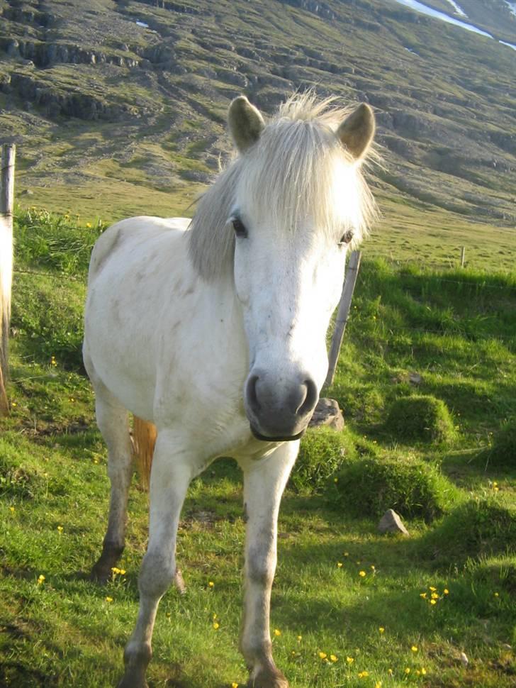 Islænder Emma frá Röst <3 billede 10