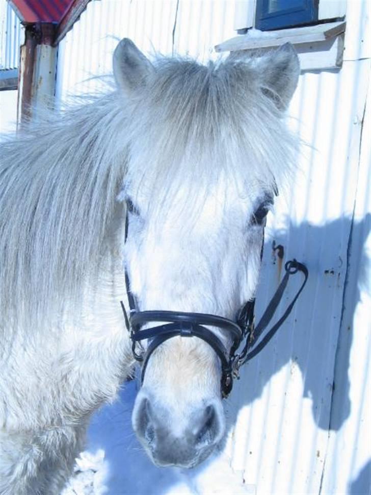 Islænder Emma frá Röst <3 billede 16