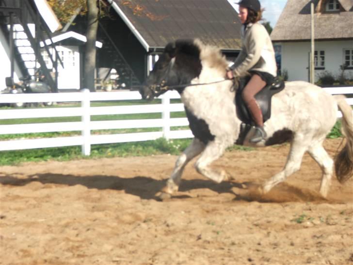 Islænder Tjaldur fra Skuld Nord  - Galop. Ser sjovt ud (: billede 14