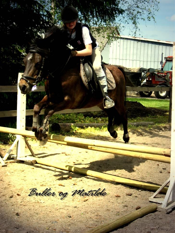 Anden særlig race Buller billede 1