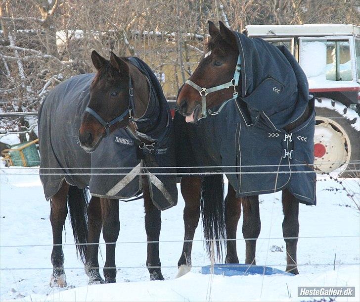 Dansk Varmblod Langagers Lorambo - Lorambo og lillebror Milliano :) billede 20