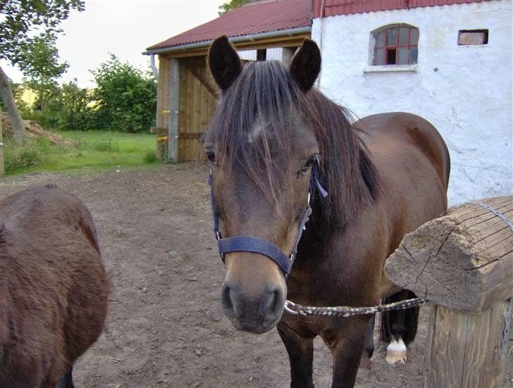 Anden særlig race Buller billede 2