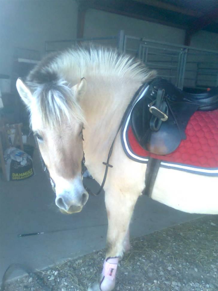 Fjordhest Freja <3 ILU (: billede 1