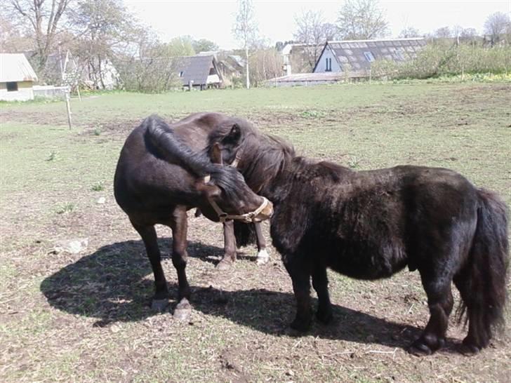 Anden særlig race Buller billede 3