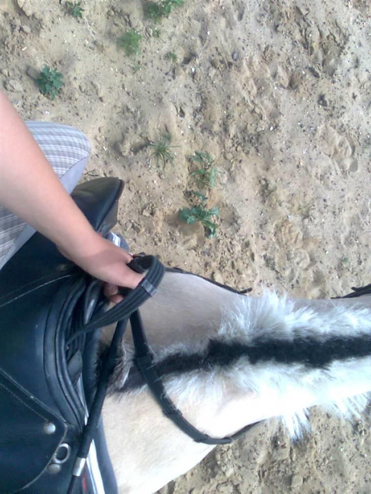 Fjordhest Freja <3 ILU (: billede 6