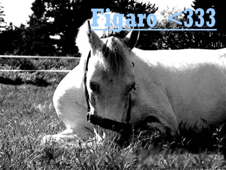 Welsh Pony (sec B) korreborgs figaro(SOLGT): - Lavet af Josse ( ¤ SMV ¤ ) billede 6