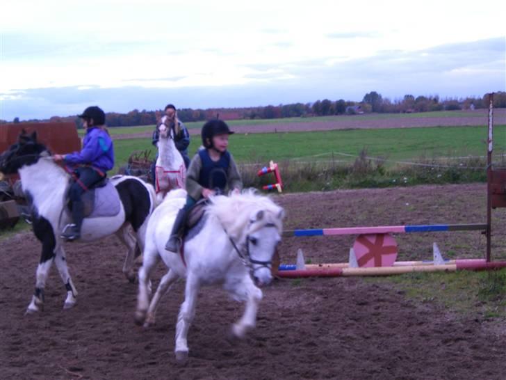 Welsh Mountain (sec A) Skrubbenborg Jamais billede 16