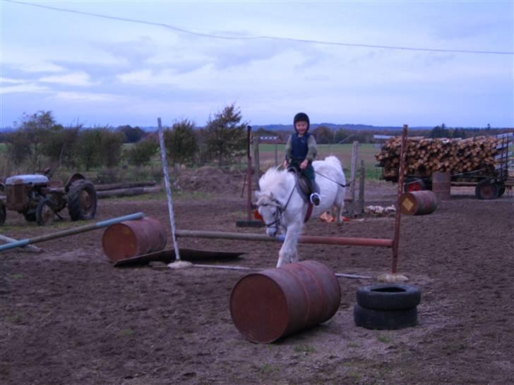 Welsh Mountain (sec A) Skrubbenborg Jamais billede 17