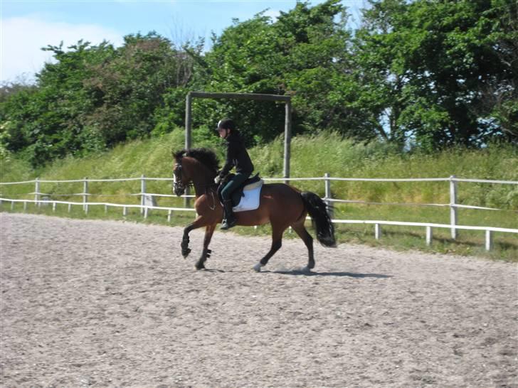 New Forest Lady-sky <3 -SOLGT- - En varm sommerdag hvor vi valgte at ride udenfor :b billede 5